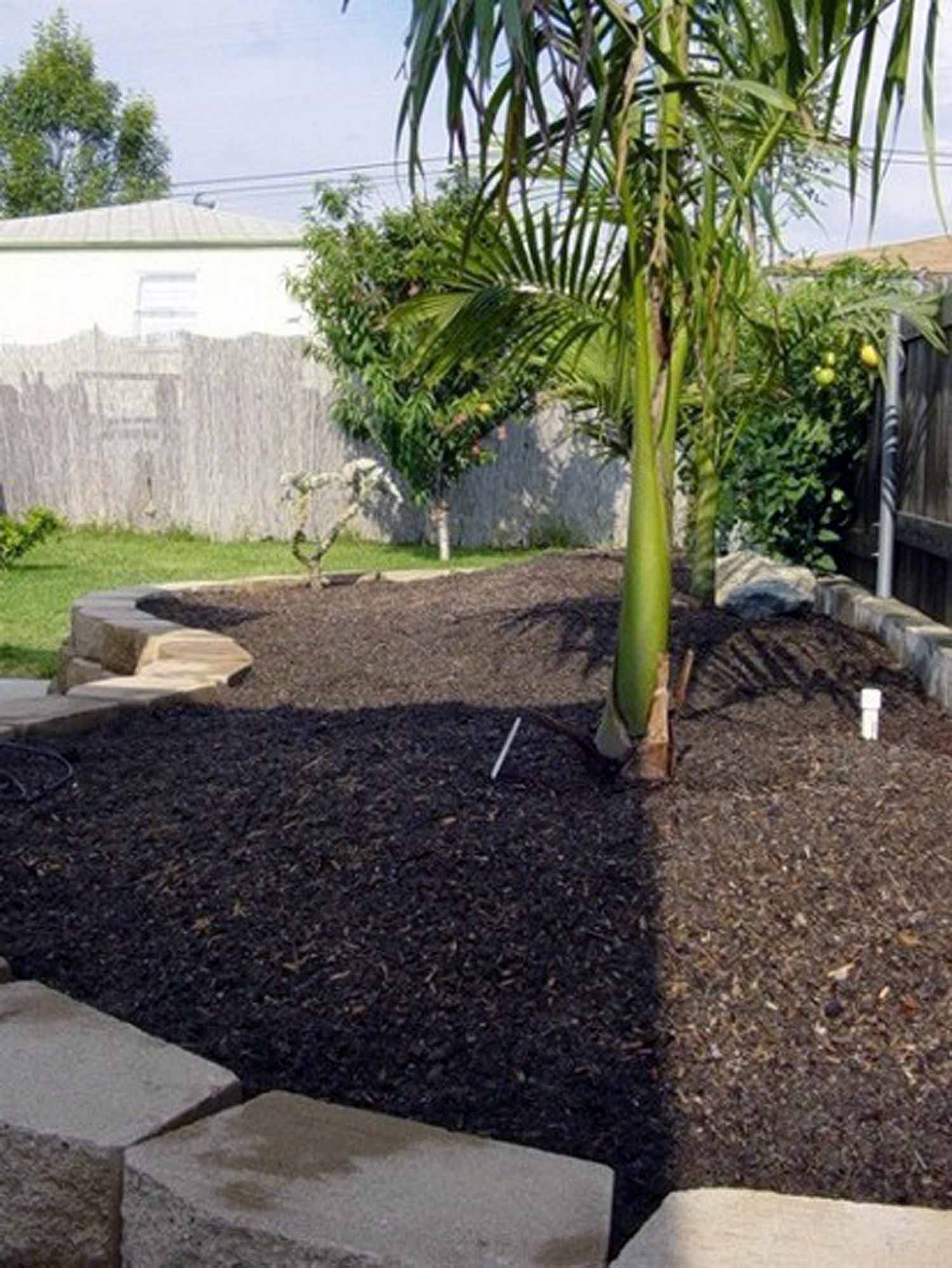 Best pH for palms DISCUSSING PALM TREES WORLDWIDE PalmTalk